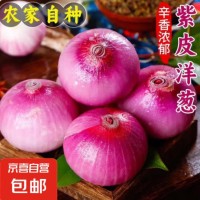 新鲜洋葱自营紫洋葱生鲜葱头超市蔬菜调料即食凉拌水果洋葱 【尝鲜】 500g 毛重