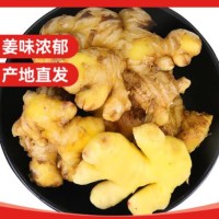 云南小黄姜 净重3斤 生姜 老姜 新鲜蔬菜调味 源头直发包邮