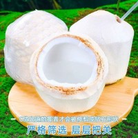海南椰青新鲜椰子水果孕妇应季文昌热带特产椰汁椰肉香水椰果整箱