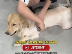 快剪店人狗共用推刀